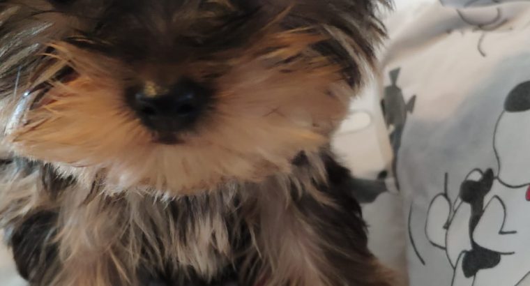 T-Cup Yorkshire Terrier Puppies available