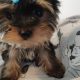 T-Cup Yorkshire Terrier Puppies available