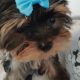 T-Cup Yorkshire Terrier Puppies available