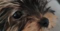 T-Cup Yorkshire Terrier Puppies available