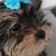 T-Cup Yorkshire Terrier Puppies available