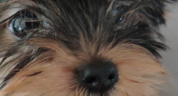 T-Cup Yorkshire Terrier Puppies available