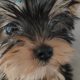 T-Cup Yorkshire Terrier Puppies available