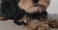 T-Cup Yorkshire Terrier Puppies available