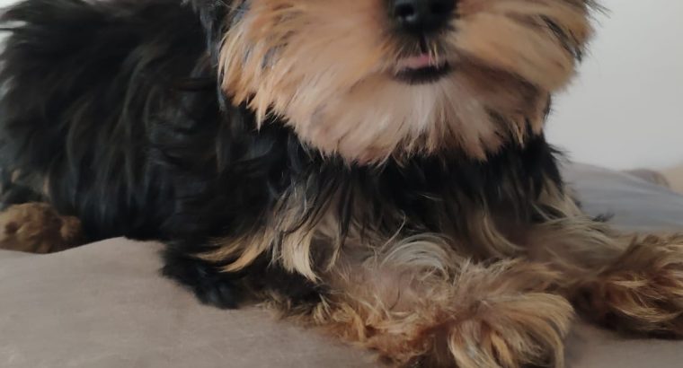 T-Cup Yorkshire Terrier Puppies available