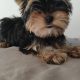 T-Cup Yorkshire Terrier Puppies available