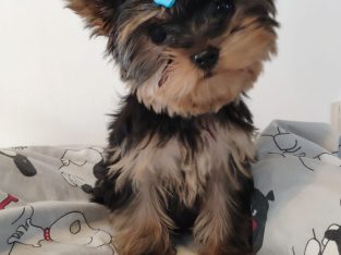 T-Cup Yorkshire Terrier Puppies available