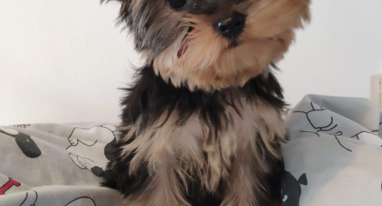 T-Cup Yorkshire Terrier Puppies available