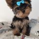 T-Cup Yorkshire Terrier Puppies available