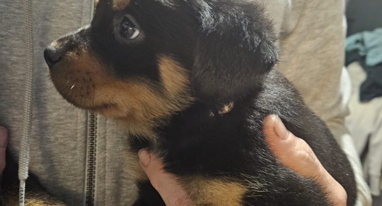 Rottweiler puppies