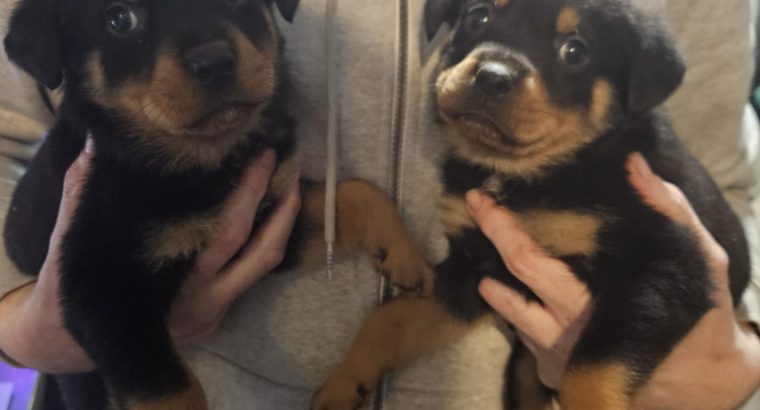 Rottweiler puppies