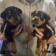 Rottweiler puppies