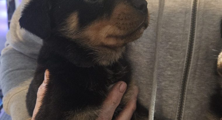 Rottweiler puppies