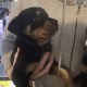 Rottweiler puppies