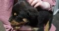 Rottweiler puppies