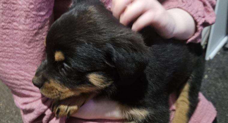 Rottweiler puppies