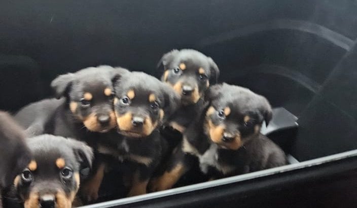 Rottweiler puppies