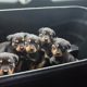 Rottweiler puppies