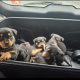 Rottweiler puppies