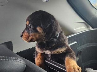 Rottweiler puppies