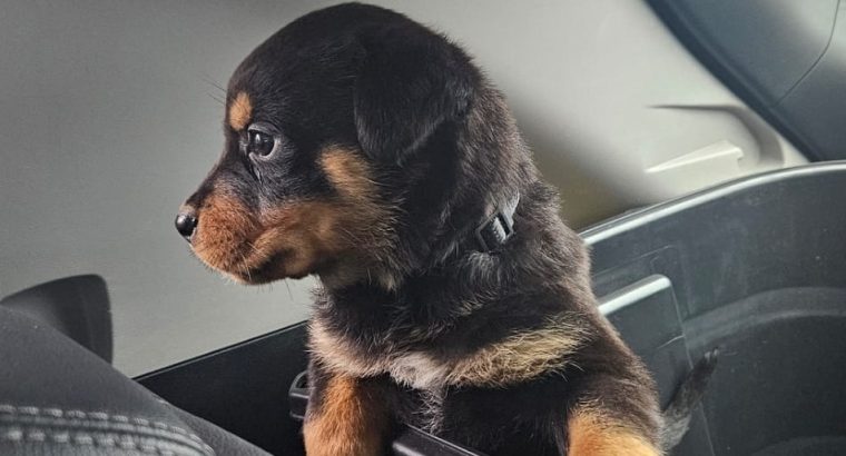 Rottweiler puppies