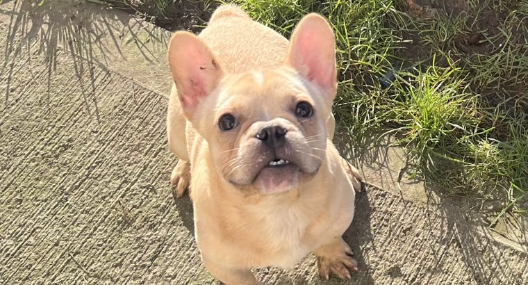 French bulldog fluffy carrier