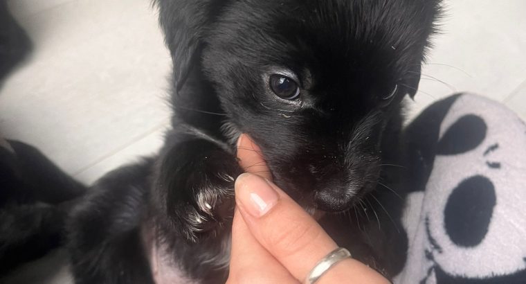 Golden Retriever / Border Collie Pups for Sale