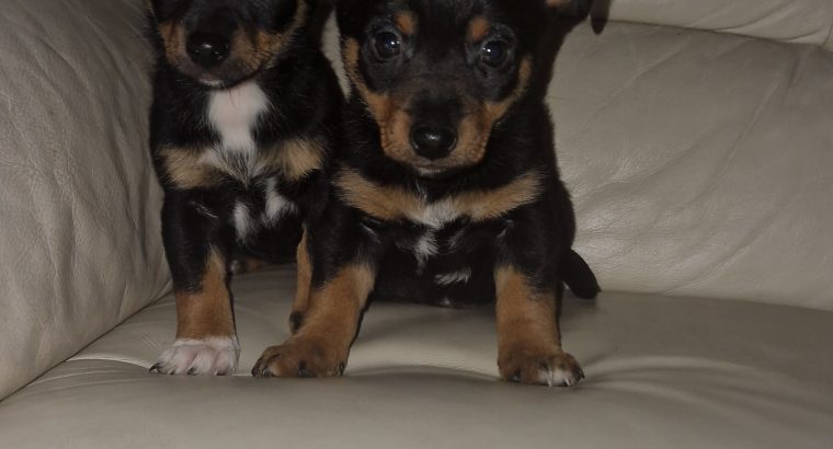 Black and Tan Jackrussels