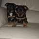 Black and Tan Jackrussels