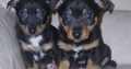 Black and Tan Jackrussels