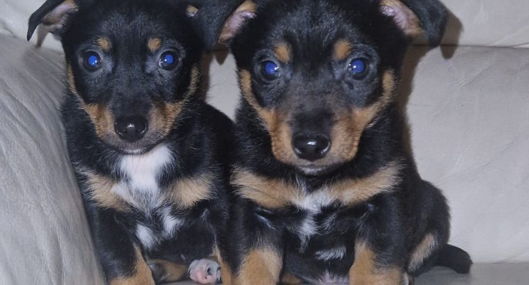 Black and Tan Jackrussels