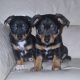 Black and Tan Jackrussels