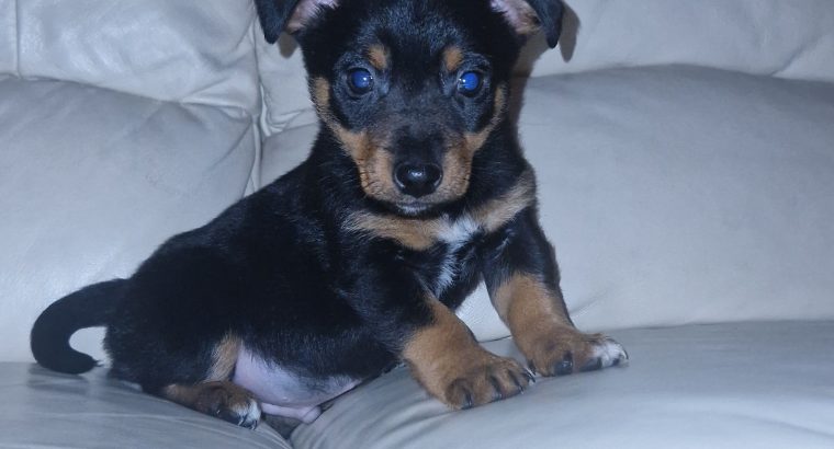 Black and Tan Jackrussels