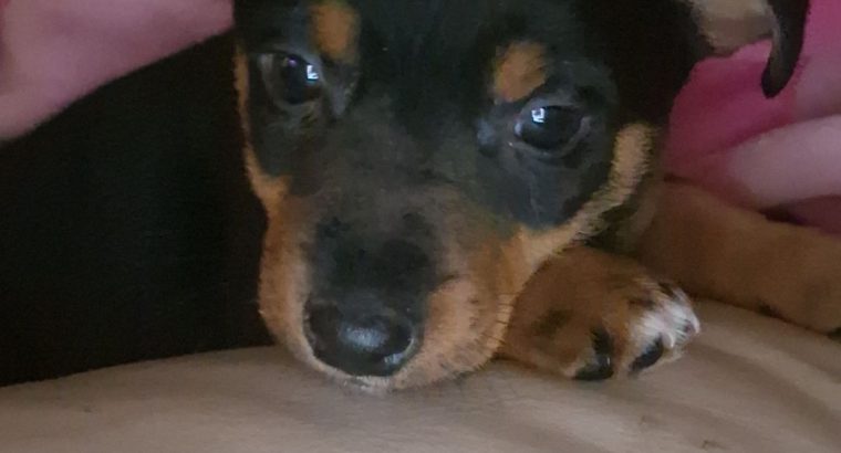 Black and Tan Jackrussels