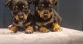 Black and Tan Jackrussels