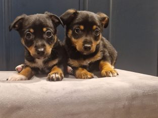 Black and Tan Jackrussels