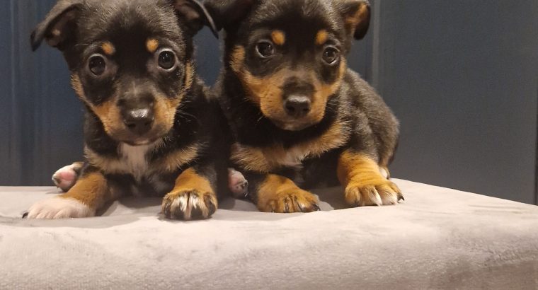 Black and Tan Jackrussels