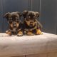 Black and Tan Jackrussels