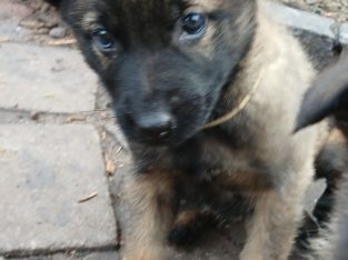 German shepherd × Belgian malinois for sale