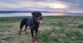 Rottweiler Male to Good Home