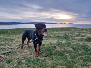 Rottweiler Male to Good Home