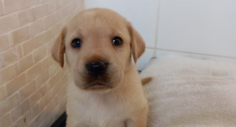 Purebred Labrador Retrievers