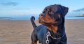 Rottweiler Male to Good Home