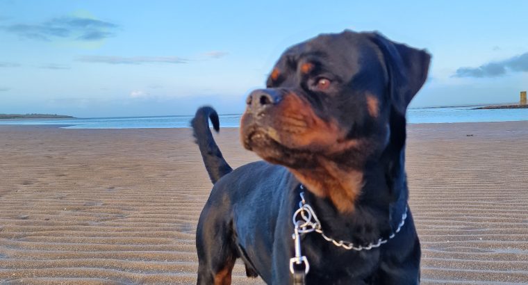 Rottweiler Male to Good Home