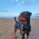 Rottweiler Male to Good Home