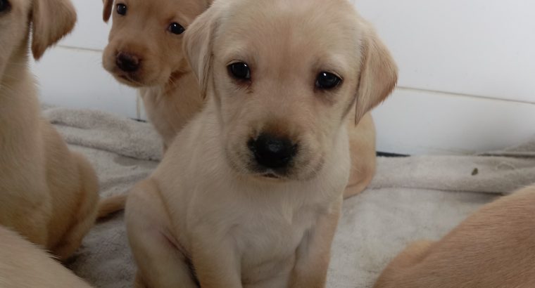 Purebred Labrador Retrievers