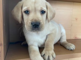 Purebred Labrador Retrievers