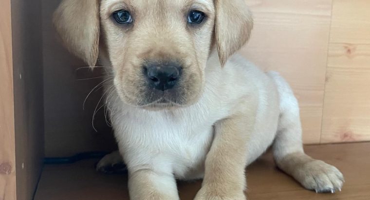 Purebred Labrador Retrievers