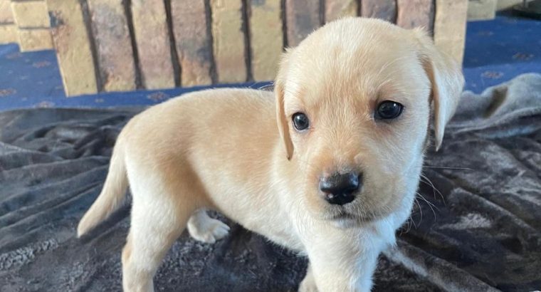 Purebred Labrador Retrievers