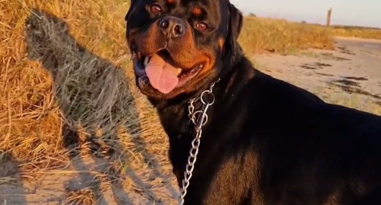 Rottweiler Male to Good Home